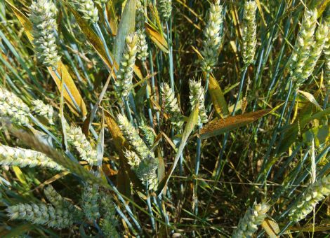 Blattkrankheiten in Winterweizen bekämpfen 
