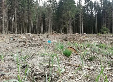 Die Förderung der Aufforstung