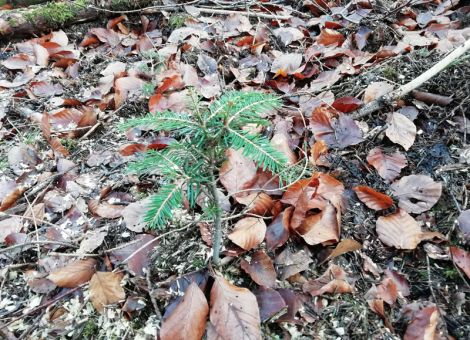 Ausweitung der Jagd