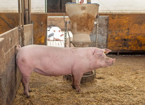 Mehr als doppelte Kosten in der Schweinehaltung