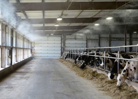 Immunsystem, Futteraufnahme und Milchleistung beeinträchtigt