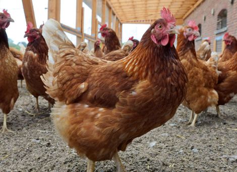 Ökologische Nutztierhaltung bleibt flächengebunden