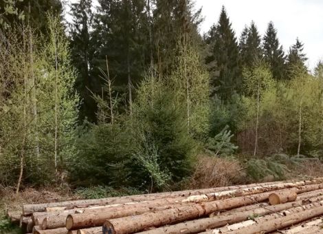 Borkenkäfer-Management bei hohen Käferdichten