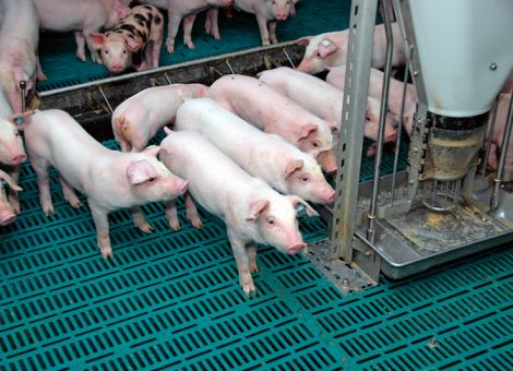 Darmgesundheit bei Schweinen: Ileitis