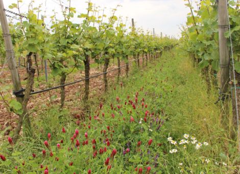 Projekt für bunte und artenreiche Weinberge