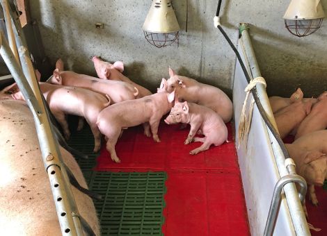 Coronaviren sind alte Bekannte