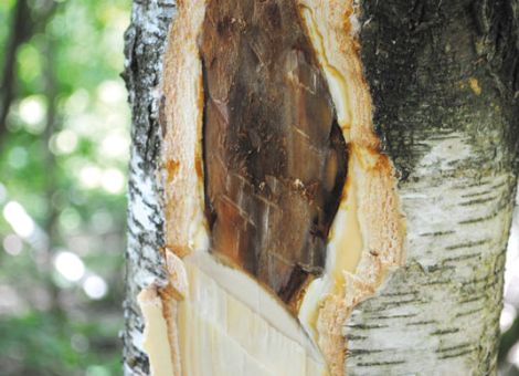 Trockenheit, Schädlinge und Pilze schwächen den Wald