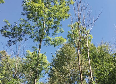 Dann setzen dem Wald auch noch Schädlinge und Pilze zu