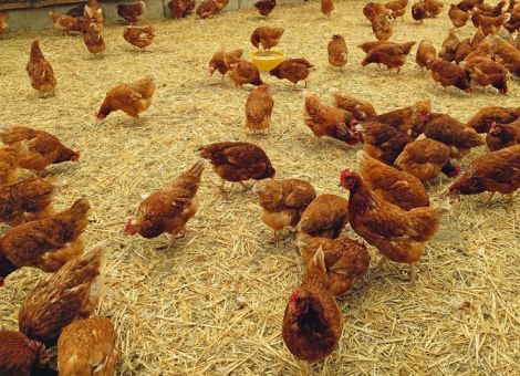 Junghennen einen guten Start ermöglichen
