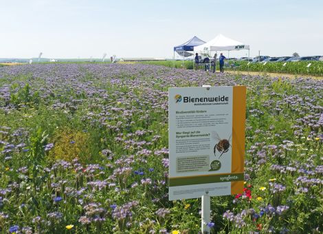 Initiative für Blühstreifen: „Syngenta Bienenweide“ 
