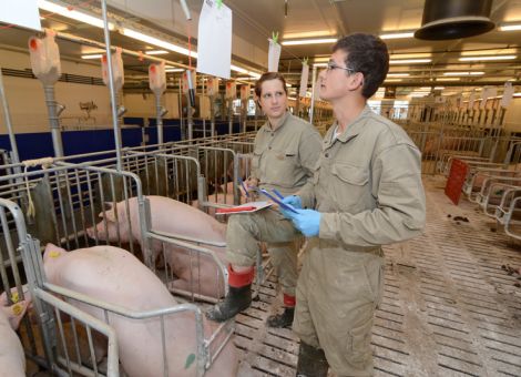 Schlechte Leistung bei Umrauschern – was tun?Hohe Trächtigkeits- und Abferkelraten sind das Ziel