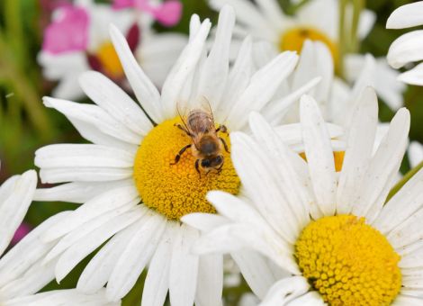 Holpriger Start in das Bienenjahr 