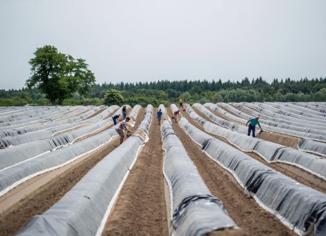 Regierung will Einreiseregelung für Erntehelfer verlängern