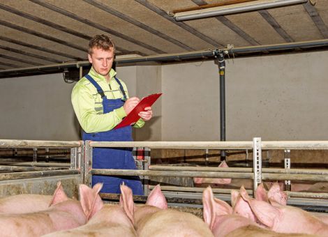 Freiwillig Status zur ASP-Freiheit anstreben?