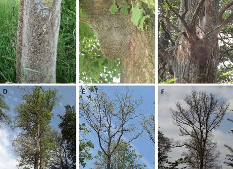 Der Eichenprozessionsspinner – Gefahr für Mensch und Wald