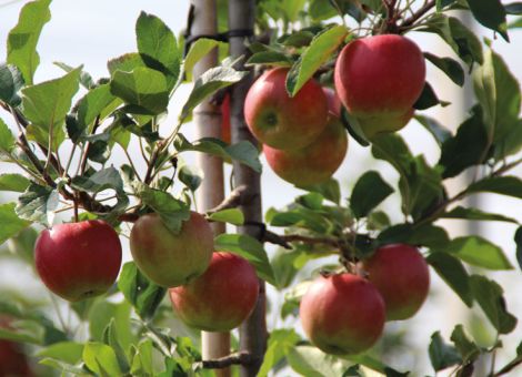 Was muss der Apfel kosten, damit ich was verdiene?