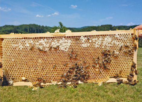 Ursache für winterliches Bienensterben untersucht