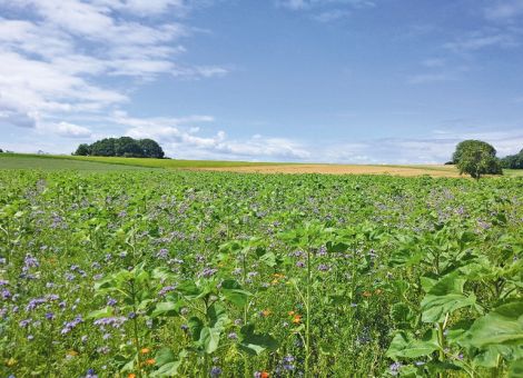 Freude über 5 000 Hektar Blühflächen zum Weltbienentag 