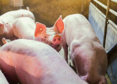 Keine Überhänge am deutschen Schlachtschweinemarkt