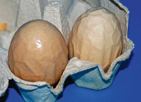 Egg-Drop-Syndrom: nur Vorbeugung ist möglich