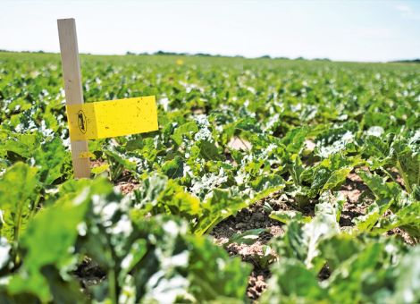 Biologische Bekämpfung von Zikaden in Zuckerrüben