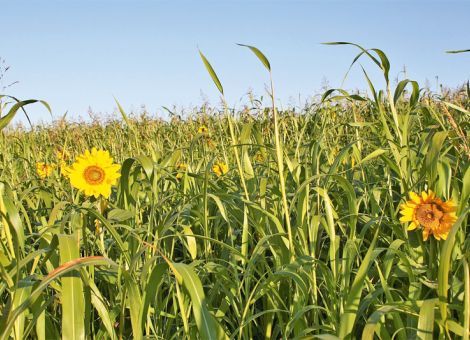 Fast 3,2 Millionen Euro für Insektenschutz im Ackerbau