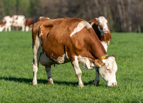 Erstversorgung von Wunden beim Rind