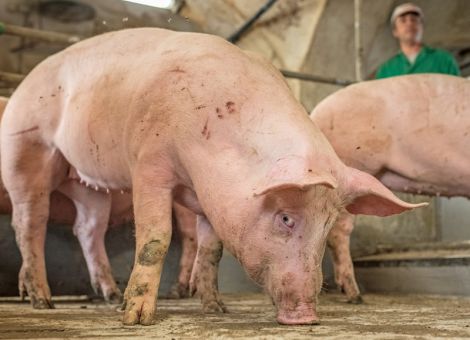 Ausgeglichener Schweinemarkt trotz Feiertag