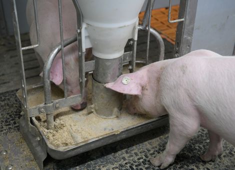 Unterstützung für die Borchert-Kommission