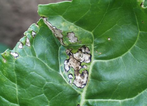 Cercospora an Zuckerrüben – da steht viel auf dem Spiel