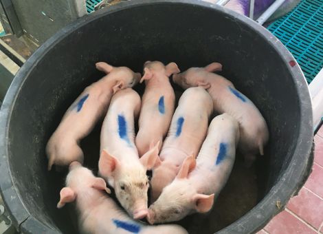 DLG zertifiziert drei weitere Isofluran-Narkosegeräte 