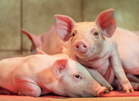 Schmerzfreie Kastration: Narkosegeräte in Alsfeld vorgestellt