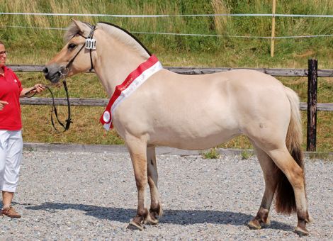 11 Fjord-Stuten in Erbach prämiert 