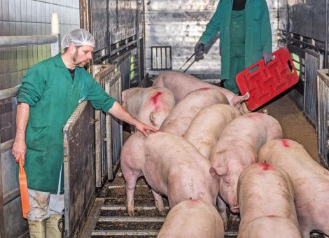Schlachtschweinepreis trotz Tönnies-Ausfall stabil