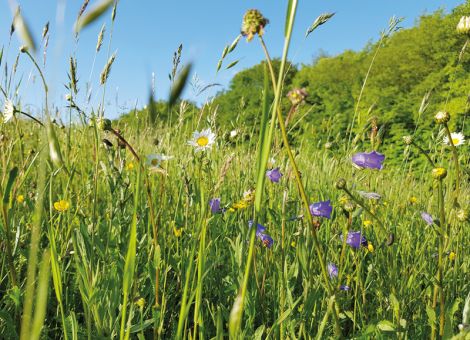 Biodiversität im artenreichen Grünland wird erfasst 