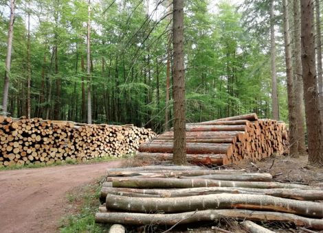 Kartellklage über 121 Mio. Euro für gemeinsamen Holzverkauf