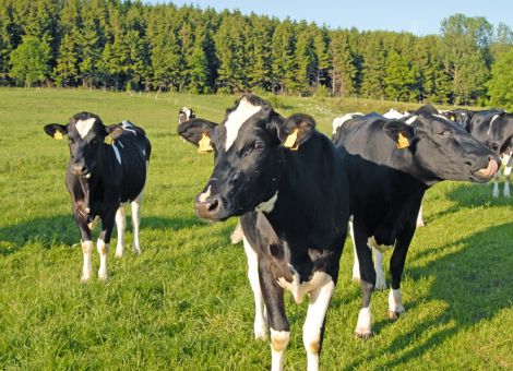 Niedriges Erstkalbealter – hohe Lebenstagsleistung
