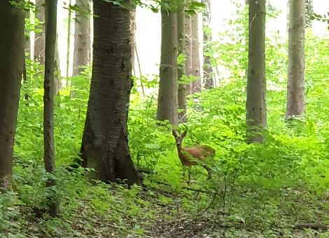 Jagdstrecke in Hessen veröffentlicht – Anstieg bei Rot- und Rehwild