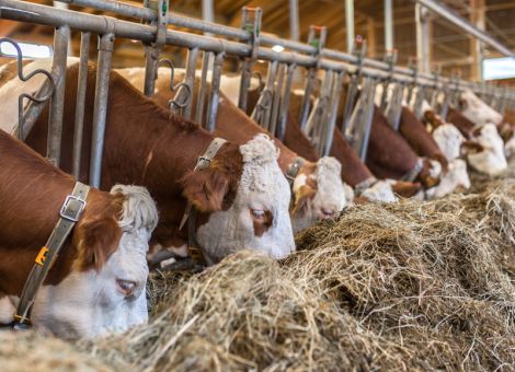 Milchkühe N- und P-reduziert füttern