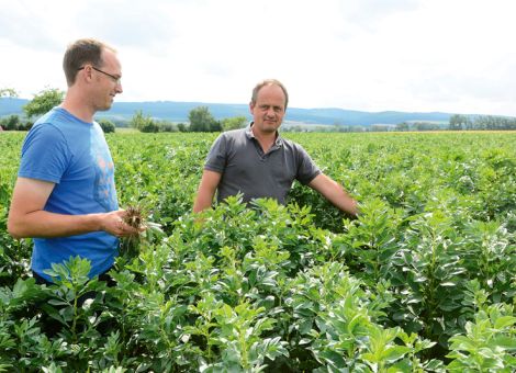 Ackerbohnen und Erbsen in die Schweineration?