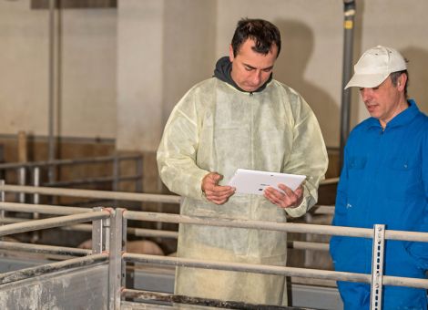 Schweinehalter können Status zur ASP-Freiheit anstreben