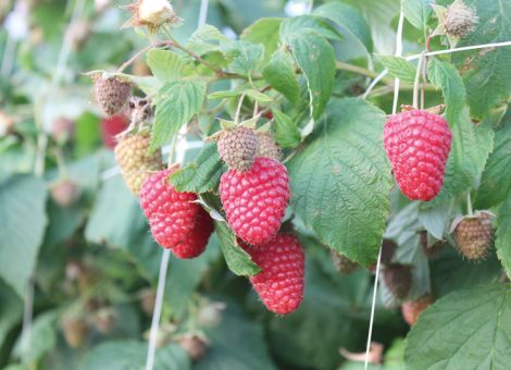 Himbeersorten – am aufsteigenden Trieb