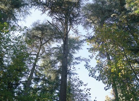 Trockentolerante Baumarten in die Wälder bringen