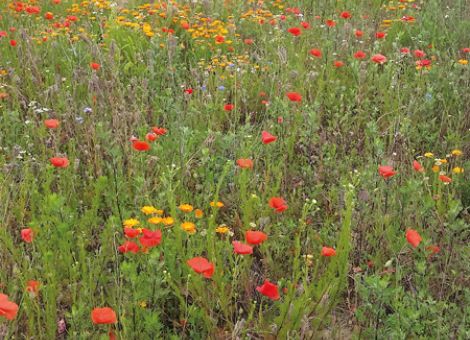 Mischungen mit mehrjährigen Wildpflanzen verunkrauten wenig
