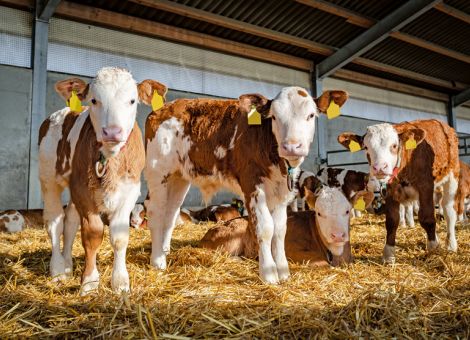 Auch Kälber von Änderung der Nutztierhaltungsverordnung betroffen
