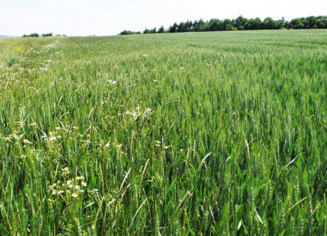 Herbizidresistenz – ein zunehmendes Problem