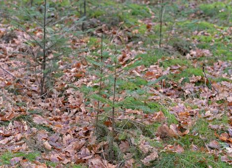 Neues Jagdgesetz soll Wald besser vor Wild schützen