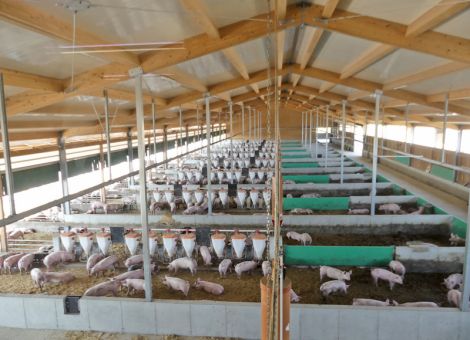 Außenklimastall für Mastschweine mit Stroheinstreu