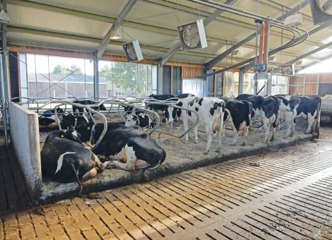 Sauberkeit ist ein Tierwohlindikator
