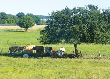 Weiderinder vor Hitzestress schützen